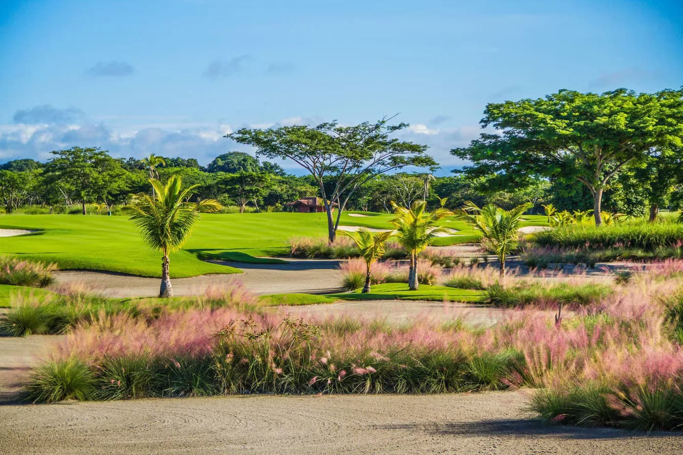 Bunker-framed green at Buenaventura Golf Club with young palms, pink muhly grass in the waste areas, and spreading Corotú trees under a blue sky.