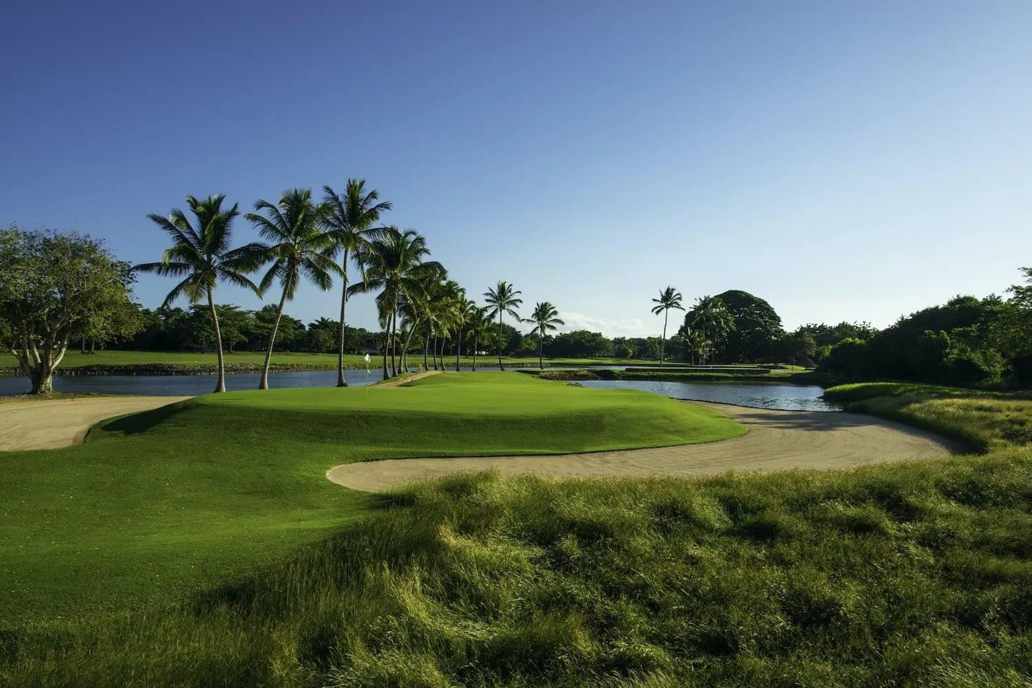 Palms and tall guinea grass around a green at The Links, Casa de Campo