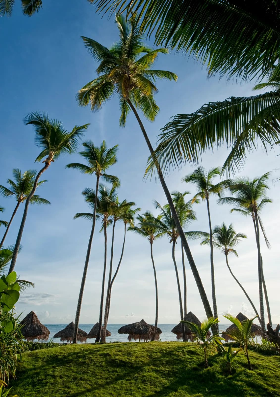 Tall coconut palms over a beachfront lawn, with thatched palapas at the waterline and the sea beyond.